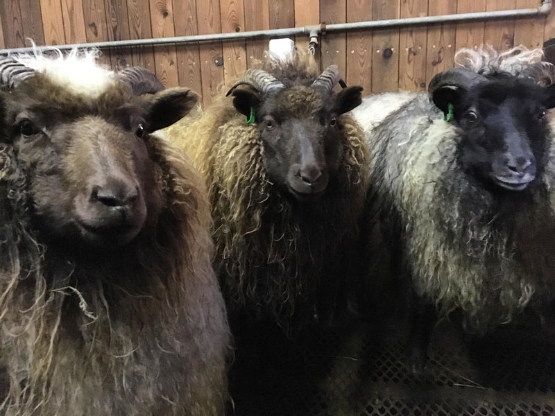 Shearing Time!